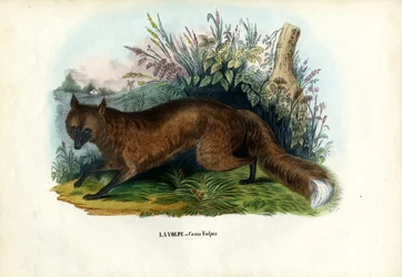 Red Fox, 1863-79